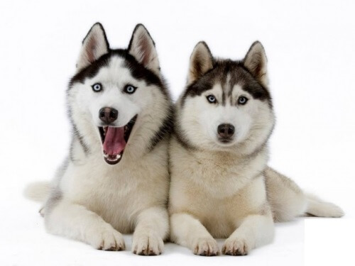 Đặc điểm hình dáng của chó Husky Sibir