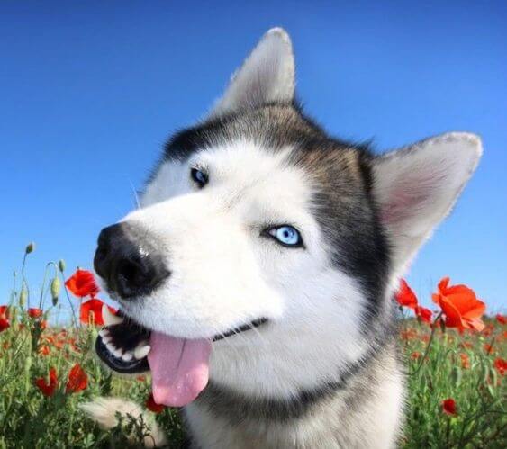 Màu sắc mắt của Husky