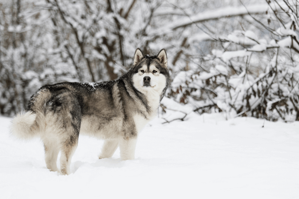 Chó Alaska thuần chủng có thân hình to lớn