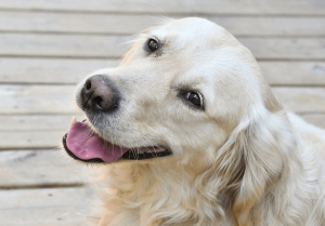Chó Golden Retriever thuần chủng - Cách nhận biết | Nên mua ở đâu?