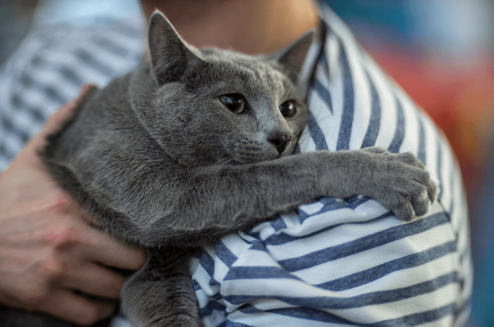 Cách chăm sóc và huấn luyện mèo Russian Blue