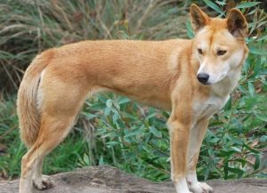 Chó cỏ - Giống chó VIỆT NAM | Thông tin và cách chăm sóc