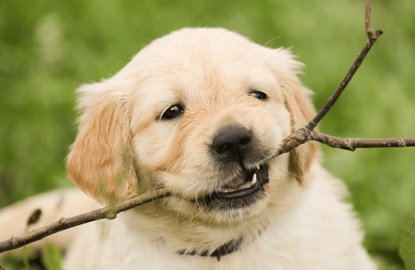 Chó Golden Retriever - Giống chó đáng nuôi thân thiện với con người