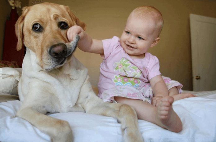 Chó golden retriever thân thiện với trẻ em