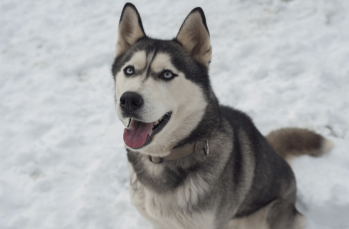 Cách nuôi chó Husky | Kinh nghiệm vàng cho người nuôi chó