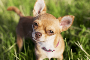 Chihuahua – Giống chó tí hon | Nhỏ nhưng có “võ” vô cùng đáng yêu