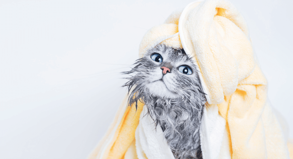 Tắm cho mèo Anh lông dài