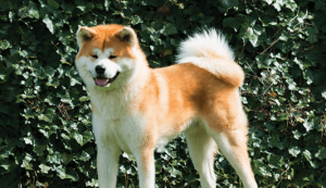 Đặc điểm giống chó Akita Inu thuần chủng