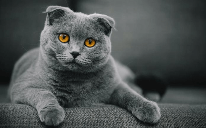 Mèo Scottish Fold| Giống mèo tai cụp thú vị đến từ Scotland