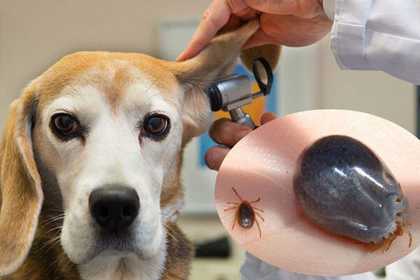 Cách trị ve chó  bằng cách tìm ve chó trên cơ thể chúng