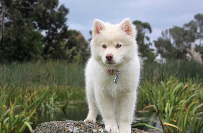 Chó Alaska trắng