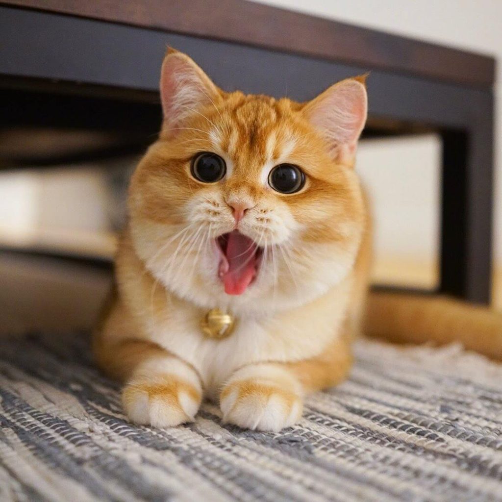 Tiếng kêu có thể báo hiệu một con mèo đang động dục