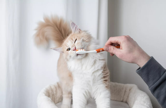 Cách đánh răng cho mèo