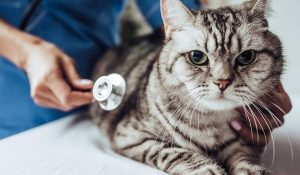 Cách tăng cường sức khỏe đường ruột và hệ vi sinh vật của mèo
