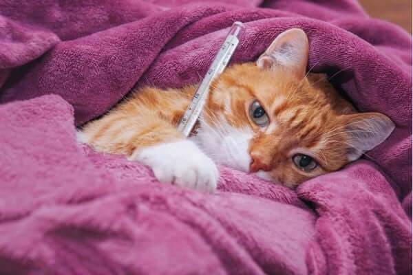 Say nắng ở mèo - Triệu chứng & Cách điều trị