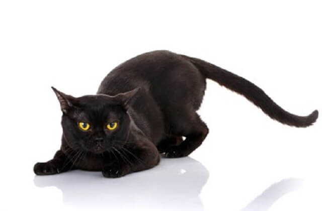 Mèo Bombay đen tuyền (black mamba) có gì đặc biệt