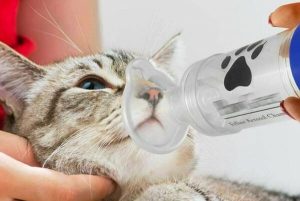 Bệnh hen suyễn ở mèo: Nguyên nhân và cách giảm thiểu bệnh