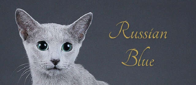 Đặc điểm tính cách của mèo Russian Blue