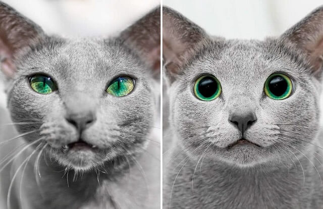 Lịch sử, nguồn gốc của mèo Nga mắt xanh