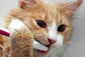 Cách giữ răng mèo sạch sẽ và sức khỏe tốt