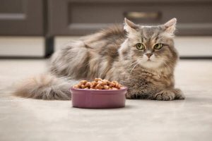Sự khác biệt giữa thức ăn tự nhiên và hữu cơ cho mèo là gì?