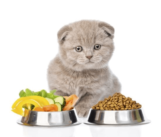 Thức ăn cho mèo tự nhiên hay hữu cơ tốt hơn?