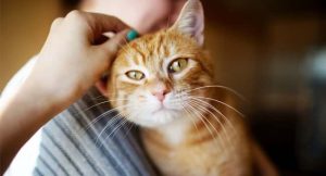 Một số bệnh thường gặp ở mèo: Tim, đại tràng và viêm tụy