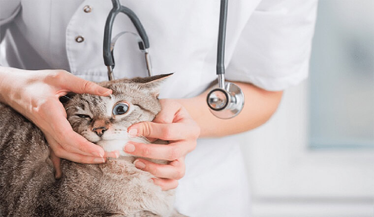 Các triệu chứng phổ biến của bệnh tim ở mèo là gì?