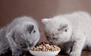 4 chất dinh dưỡng cho mèo hỗ trợ não bộ khỏe mạnh