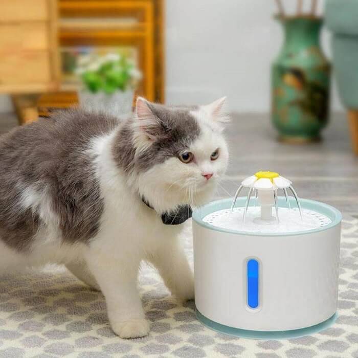 Tăng lượng nước uống cho mèo