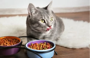 Thay đổi thức ăn cho mèo: Cách chuyển đổi thức ăn cho mèo của bạn