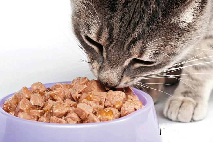Cách chọn thức ăn ướt cho mèo chất lượng cao