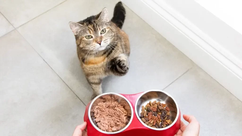 Thức ăn khô hay ướt các nào tốt hơn cho mèo?