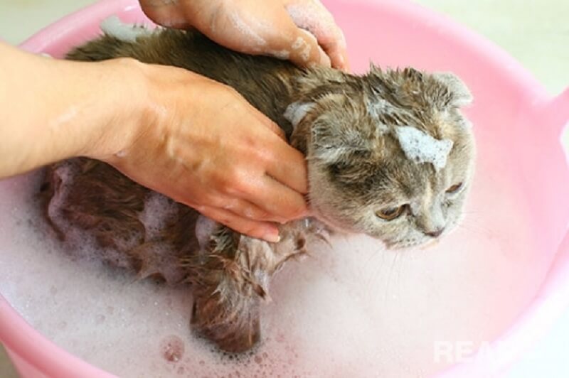 tắm cho mèo để trị gàu